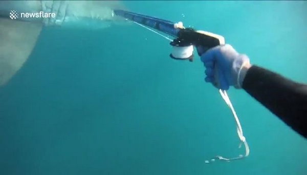 南非男子捕鱼遭遇大白鲨 惊慌下用矛自卫脱险