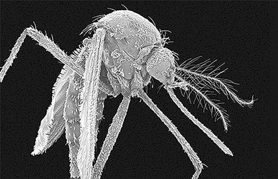 “蚊子伴侣”公司开发旨在消灭传染病传播渠道的实验室白纹伊蚊。 来源：《自然》杂志官网