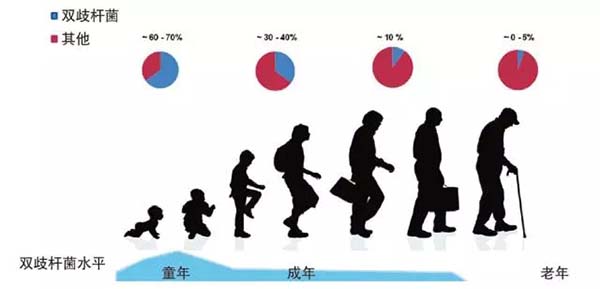 双歧杆菌在各年龄段人体中的水平。