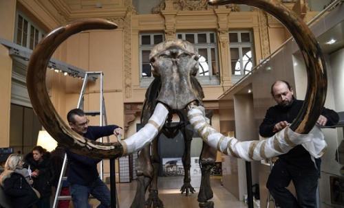 这具猛犸象骨架高3米多，附有两根象牙。（图片来源：法新社）