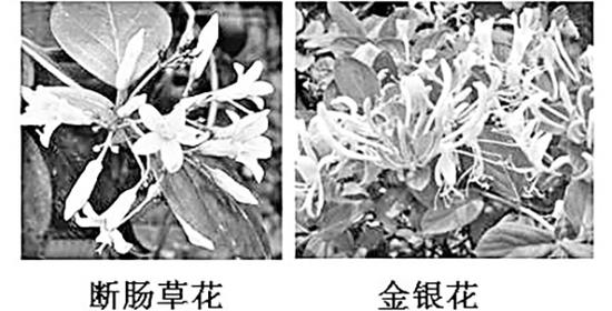 其中一种断肠草的花（左），与金银花（右）很像，容易误食中毒。  海峡都市报 图