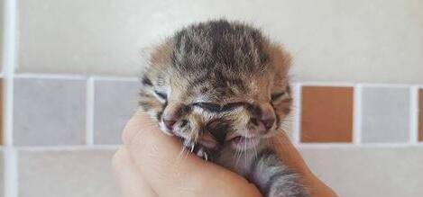 南非诞生双脸小猫 小猫可以通过任何一个嘴喂食