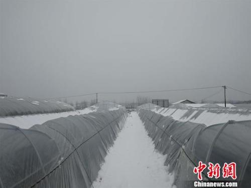  图为湖北红安县，持续低温雨雪天气易造成蔬菜等农作物受冻或生长缓慢 孙勇 摄