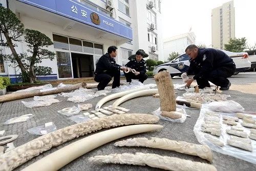 ▲资料图片：福建莆田森林公安民警清点扣押的象牙制品。