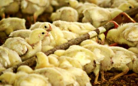 A chicken farm. Picture: Freeimages.com