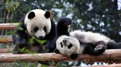 ▲在成都大熊猫繁育基地里开心玩耍的熊猫们。