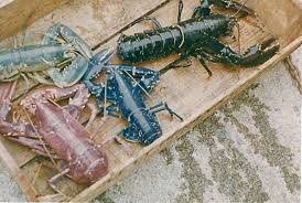 “recovered crayfish in the appropriate manner ME”的图片搜索结果