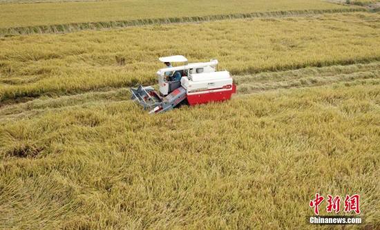 资料图：江西泰和县农民忙着收割超级稻。邓和平 摄