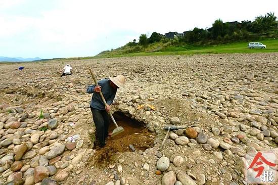 3月3日，象州运江古镇河滩上，几名村民挖出小坑“寻宝”。