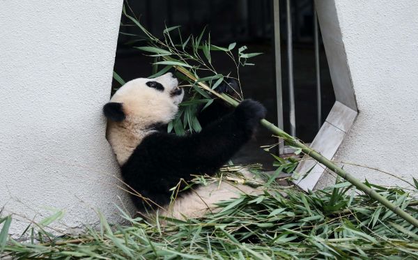 在位于四川的中国大熊猫保护研究中心卧龙神树坪基地拍摄的一只大熊猫。 新华社记者薛玉斌摄