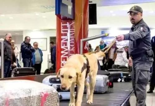 意大利机场海关使用专业警犬检查旅客物品。图片来源：欧联网