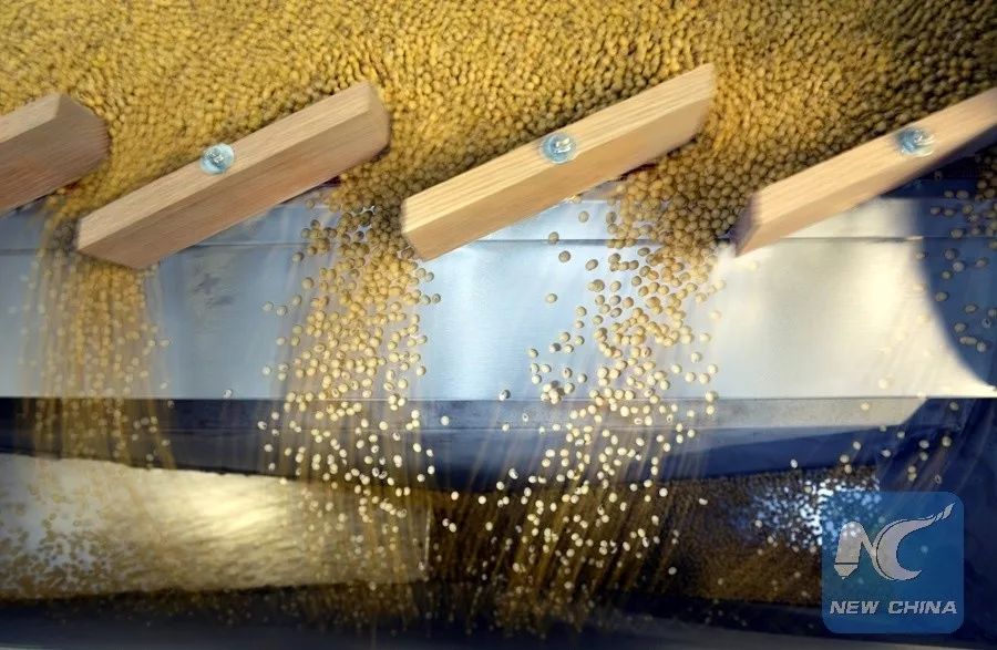  ▲美国北达科他州一处农场正在对大豆进行分拣。（新华社/路透社）