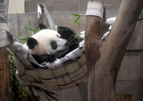 “香香”11日在东京上野动物园内玩耍（日本《每日新闻》网站）