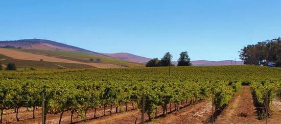 南非的一处葡萄农场（图片来源：摄图网）