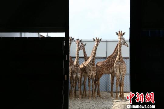 20只长颈鹿从南非“迁徙”到重庆安家