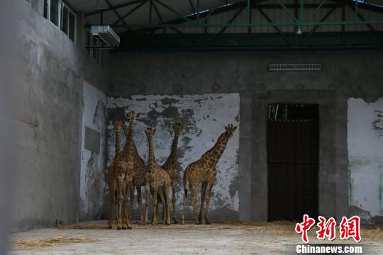 图为长颈鹿抵达重庆后，被安置在新的笼舍里。　王成杰 摄