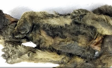 西伯利亚发现冰冻18000年小狼狗:狼与狗过度阶段