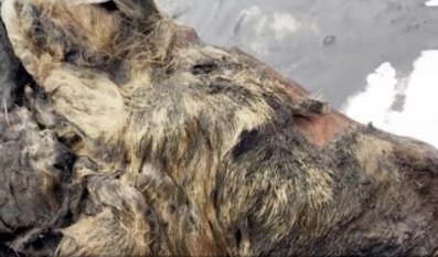 西伯利亚发现冰冻18000年小狼狗:狼与狗过度阶段