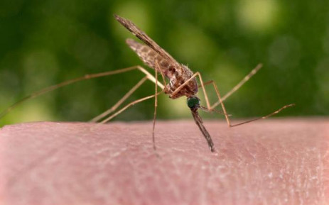 A feeding female 'Anopheles sinensis' mosquito on a human hand. Picture: CDC/James Gathany.