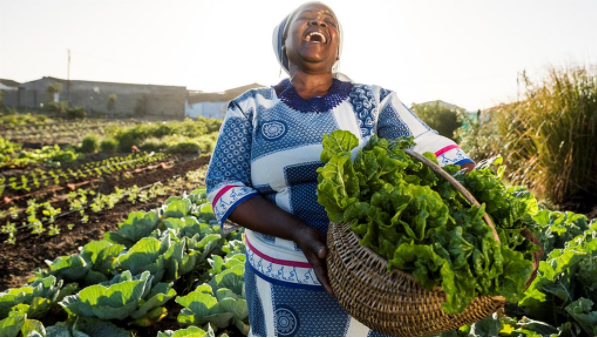 000兰特补贴！南非农业和社区园丁们看过来"