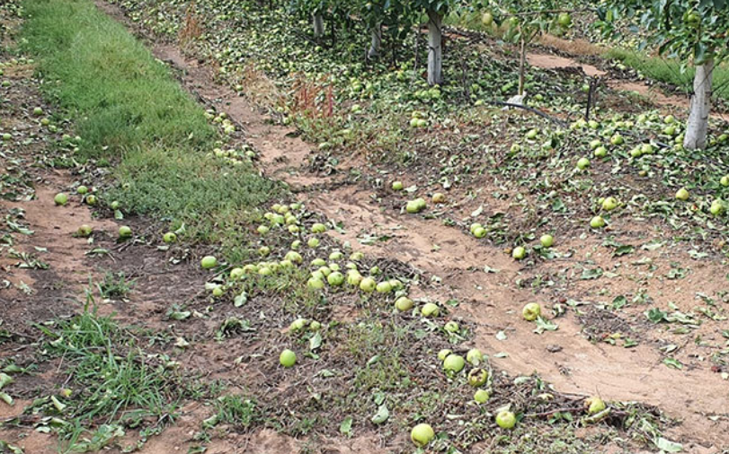 东开普省自然灾害！苹果和梨等作物严重受损