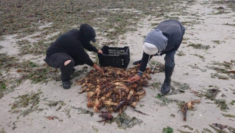 西开普省西海岸赤潮席卷 至少1吨龙虾因此死亡