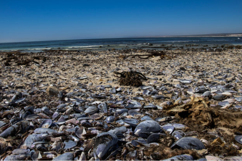 西开普海洋生物再次遭受打击！大量壳类、鱼类被冲到岸边