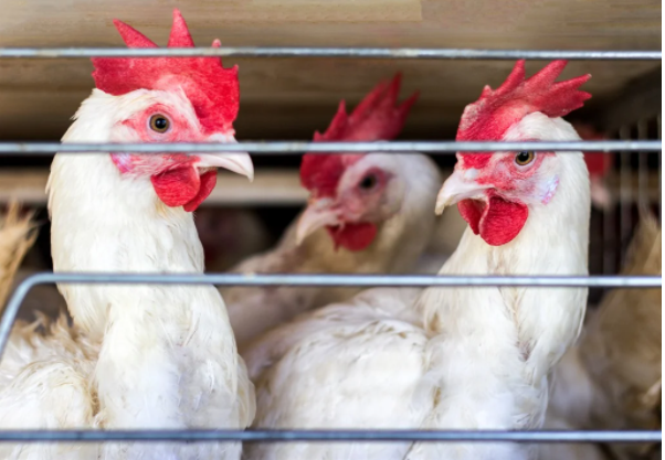 南非再次发现禽流感疫情 又一国家禁止本国产物