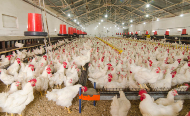 南非又一养鸡场发现禽流感病例 已实施控制措施