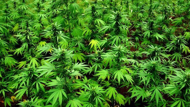 南非第一批合法大麻农场之一估价1500万兰特 