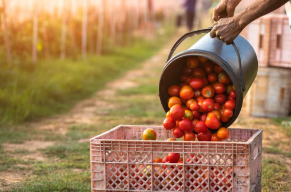 仅一个月！过量雨水给南非番茄产业造成1亿兰特的损失
