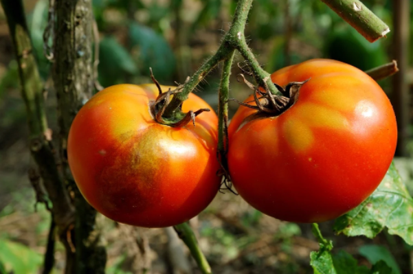 南非西红柿价格为什么只有一年前的一半 较去年同期低48% ！