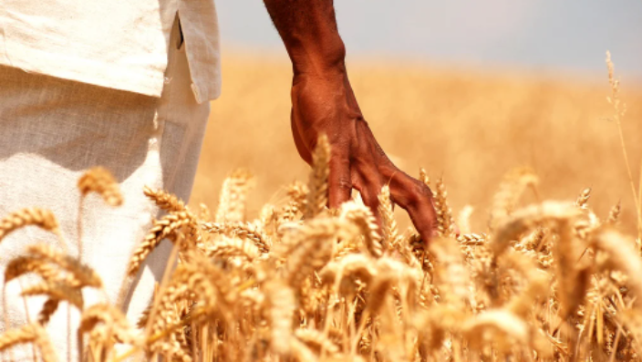 为什么南非小麦价格创下历史新高