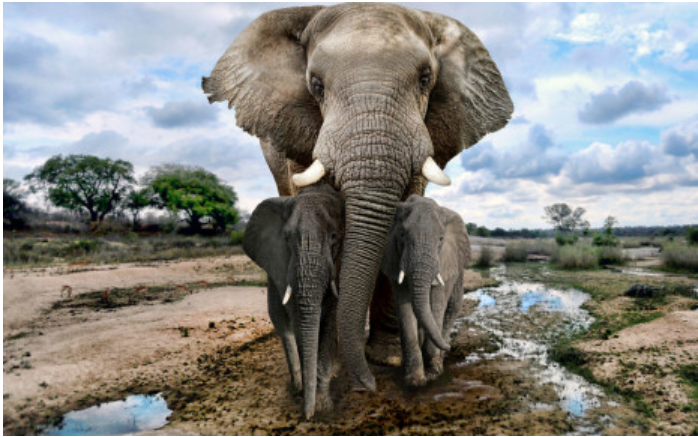 津巴布韦庞大的象群对当地人的威胁越来越大