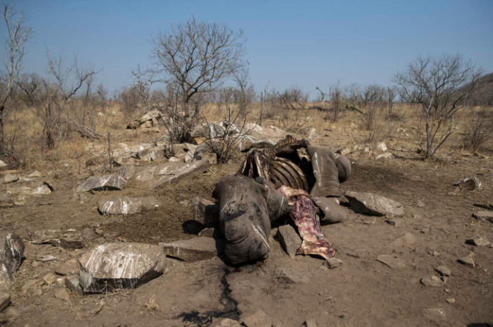 克鲁格国家公园四只犀牛丧生！三名外籍盗猎者成功被捕