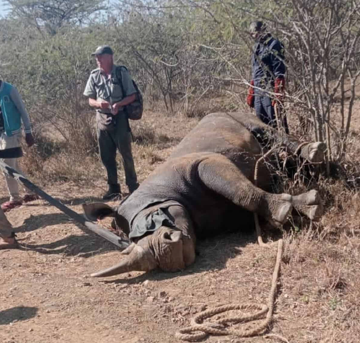 管理不善？女子被从 Hluhluwe Imfolozi 公园逃脱的白犀牛‘撞伤’
