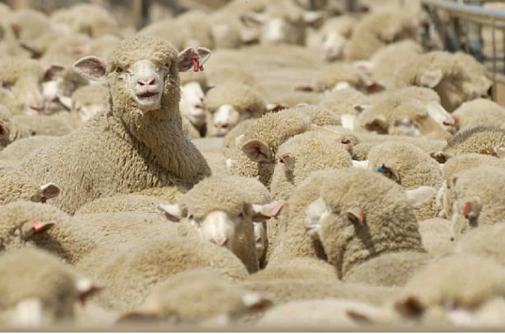 中国解除对南非羊毛的禁令