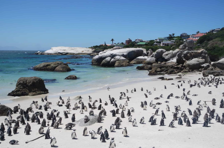 开普敦著名旅游打卡地’企鹅岛‘发现禽流感病例