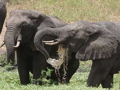 南非大象数量100年翻200倍 专家建议实施计划生育