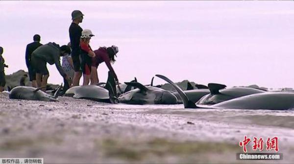 这是新西兰最大的一次鲸鱼搁浅事件，搁浅数量达到数百头。