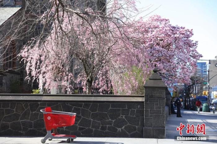 当地时间4月6日，纽约法拉盛华人社区，缅街路旁樱花盛开。