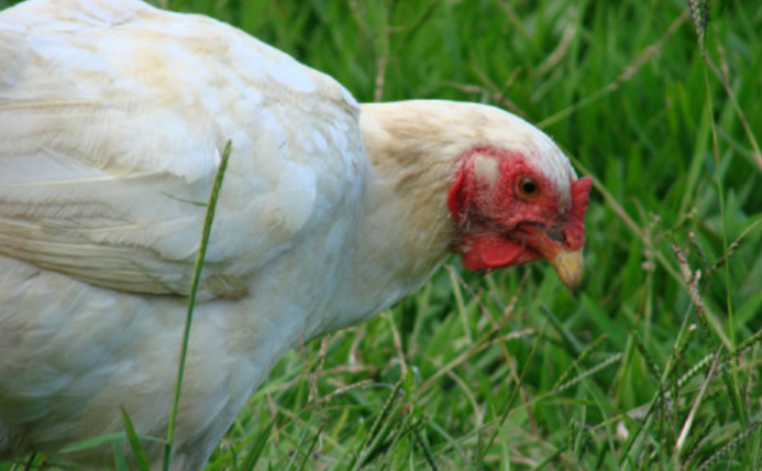 豪登省确诊禽流感爆发，但“还没有必要恐慌”