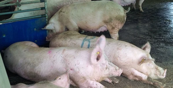 猪肉发臭！然南非猪肉生产商不同意这种说法