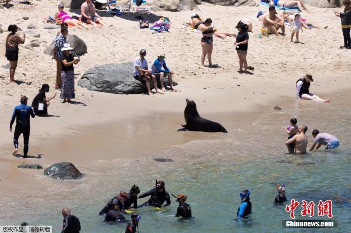 当地时间6月10日，在新冠肺炎疫情期间，美国加州旅游业开始复苏，大批游客前往海边享受阳光，巧的是，一头海狮也选择在这里晒太阳。