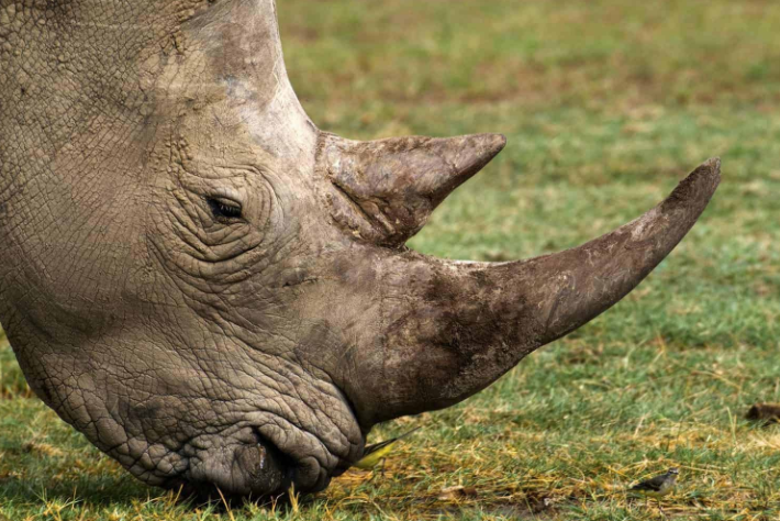 自12月初以来，南非有24头犀牛被猎杀