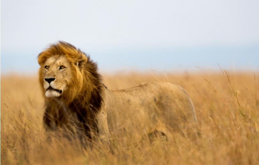 担心新变体！南非狮子从无症状管理员处感染COVID-19