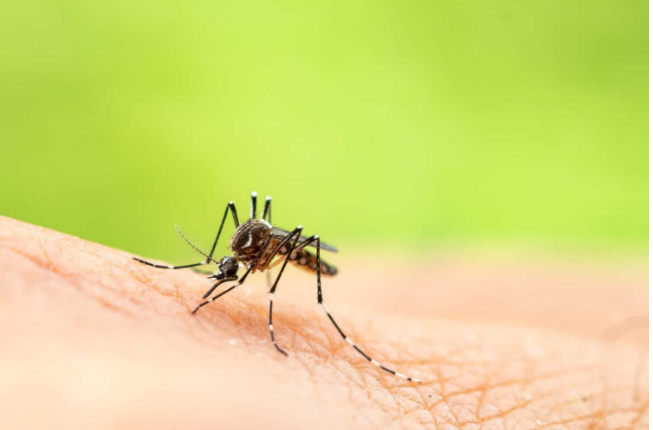小心！南非国家传染病研究所发出疟疾警报 注意与COVID-19区分