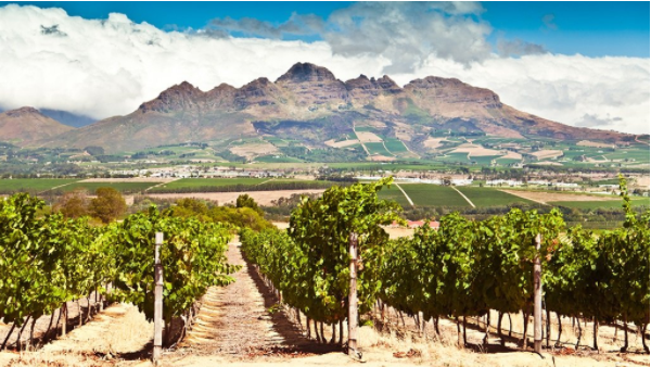 热浪袭击！南非葡萄酒的产量大大减少