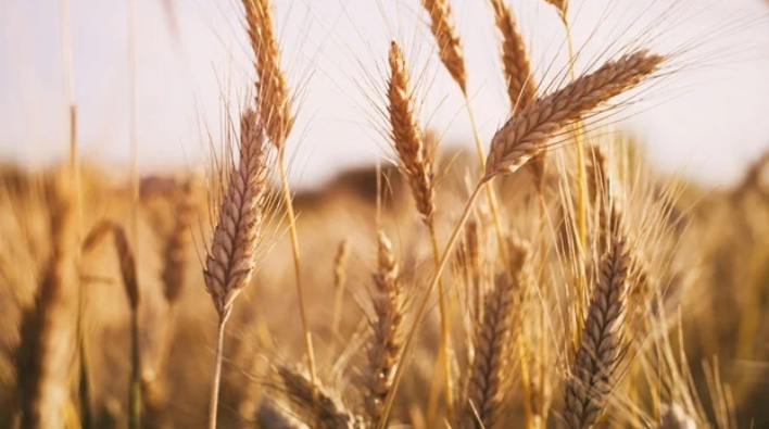 粮食价格创下纪录:由于供应担忧加剧，小麦价格升至14年来最高水平