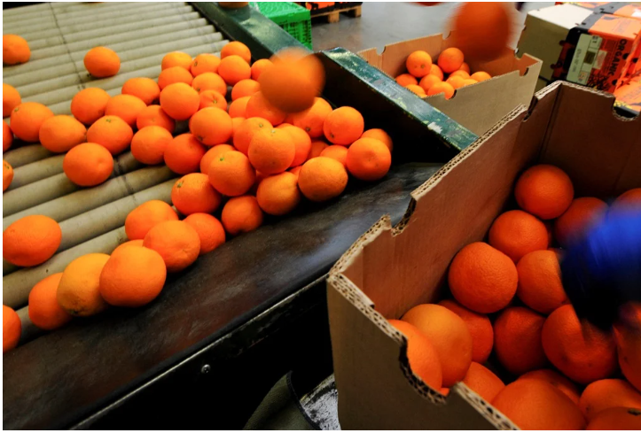 南非港口的问题导致柑橘供过于求，价格下降给出口商带来挑战